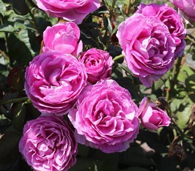 Rosa (Floribundarose) 'Carmen Würth'