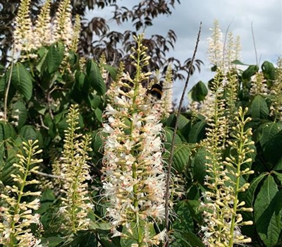 Aesculus parviflora