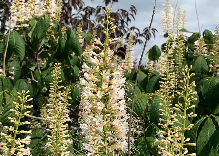 Aesculus parviflora