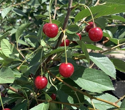 Prunus cerasus 'Englische Morelle'