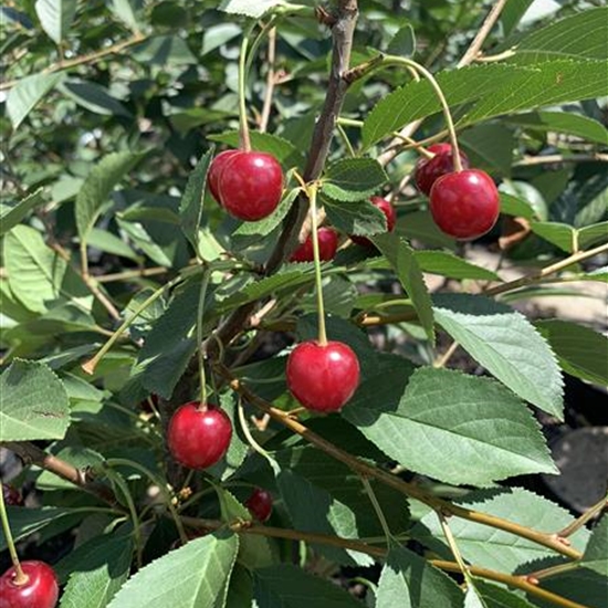 Prunus cerasus 'Englische Morelle'