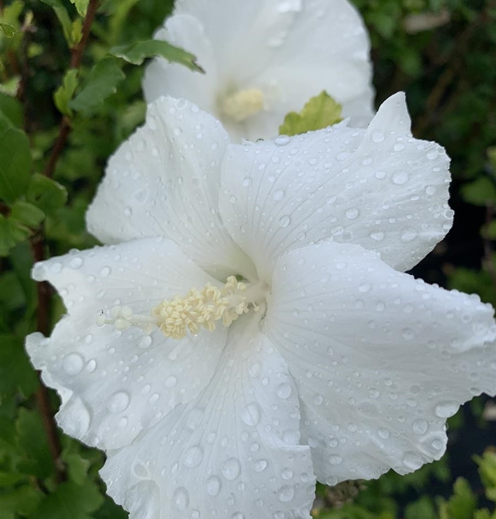 Hibiscus, Eibisch