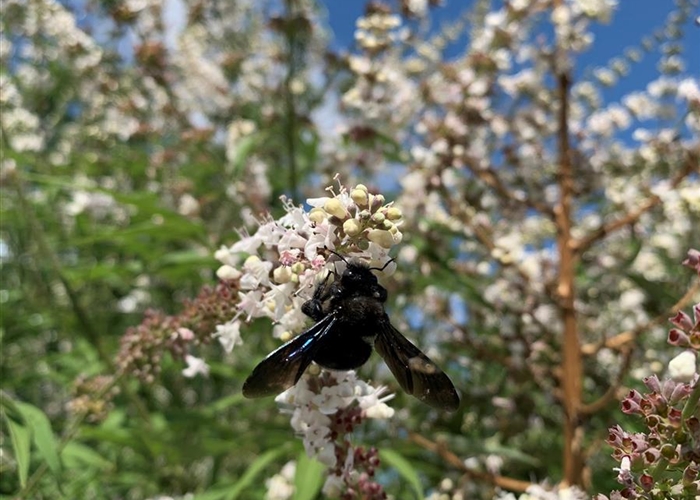 Vitex agnus-castus 'Silver Spire'