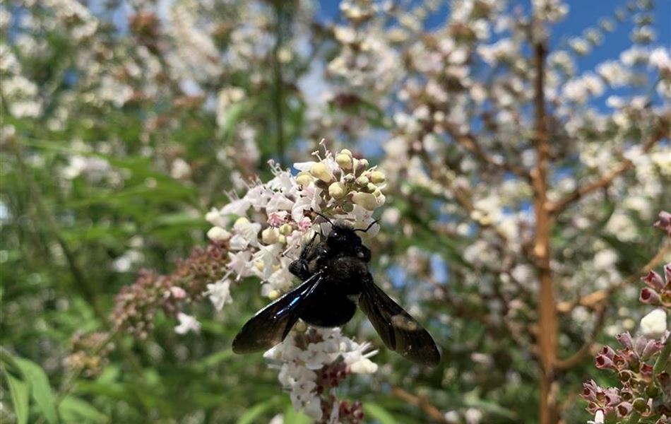 Vitex agnus-castus 'Silver Spire'