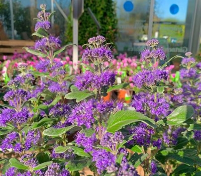 Caryopteris clandonensis (x) 'Heavenly Blue'