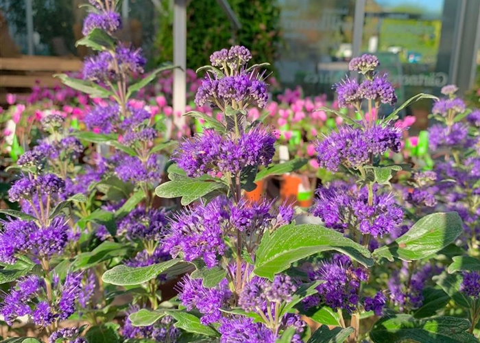 Caryopteris clandonensis (x) 'Heavenly Blue'