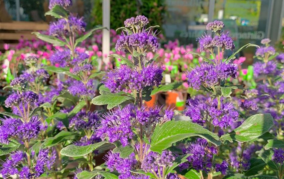 Caryopteris clandonensis (x) 'Heavenly Blue'