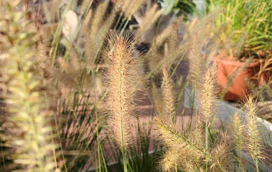 Pennisetum alopecuroides 'Hameln'