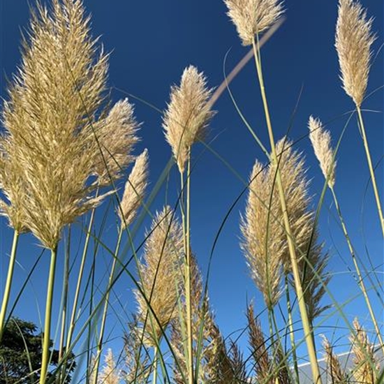 Cortaderia selloana 'Sunningdale Silver'