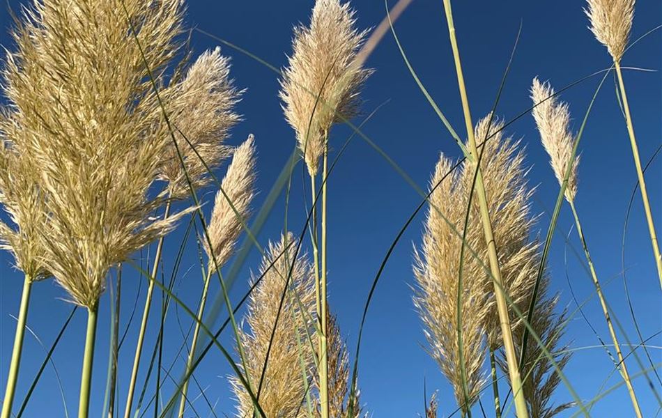 Cortaderia selloana 'Sunningdale Silver'