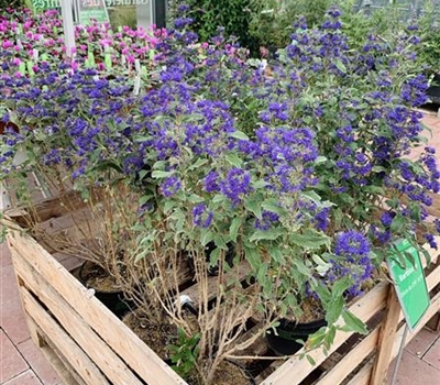 Caryopteris clandonensis (x) 'Grand Bleu'