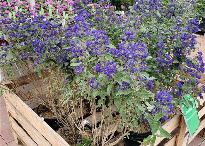 Caryopteris clandonensis (x) 'Grand Bleu'