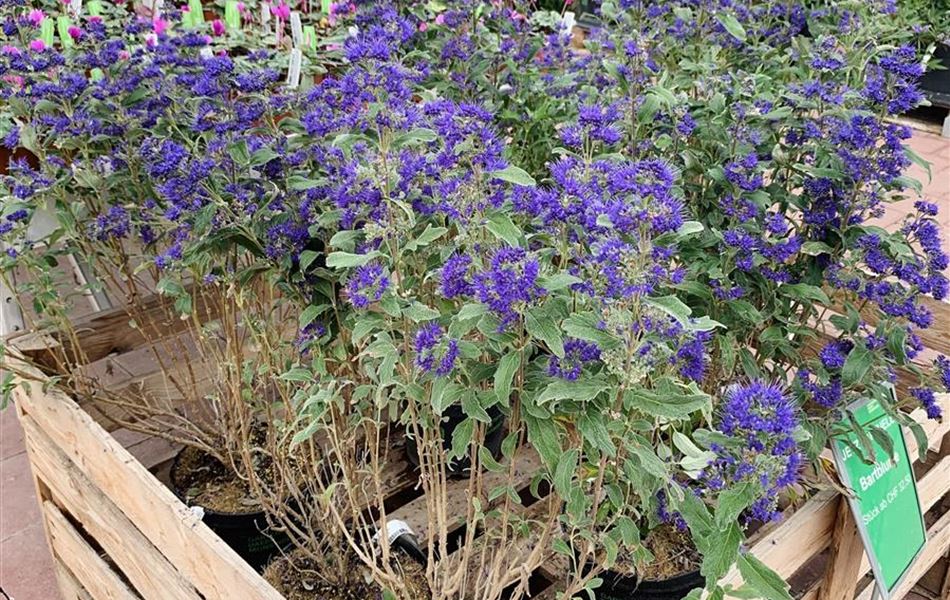 Caryopteris clandonensis (x) 'Grand Bleu'