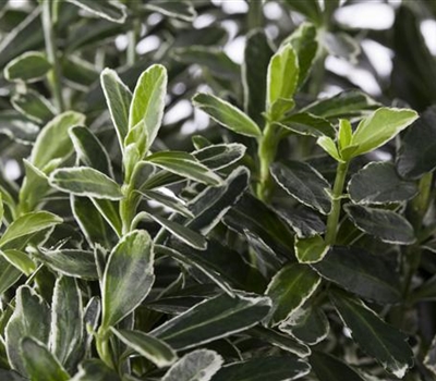 Euonymus japonicus