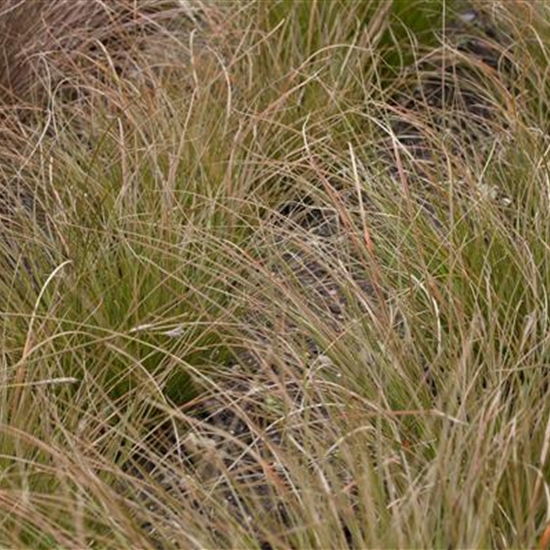 Carex testacea 'Prairie Fire'