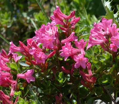 Rhododendron hirsutum