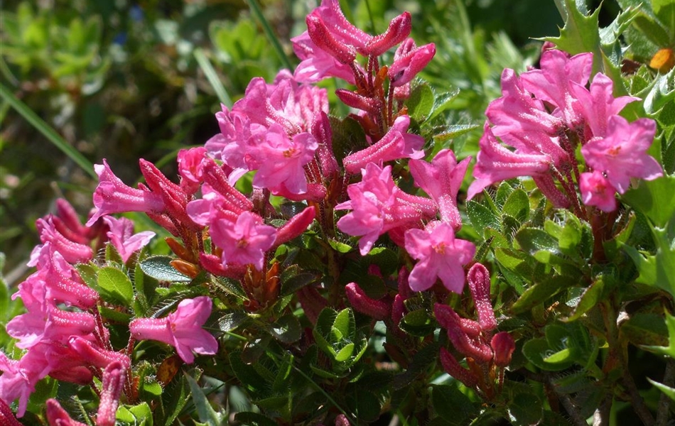 Rhododendron hirsutum