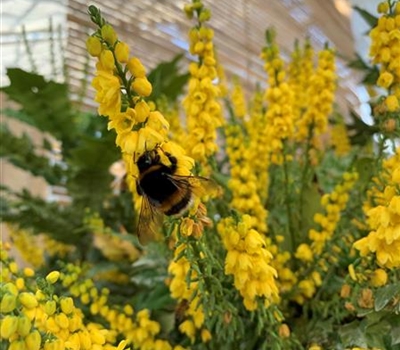 Mahonia media (x) 'Winter Sun'