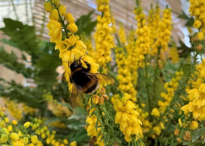 Mahonia media (x) 'Winter Sun'