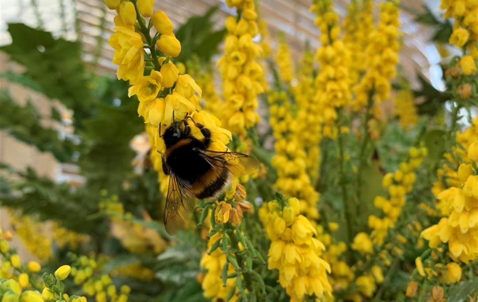 Mahonia media (x) 'Winter Sun'