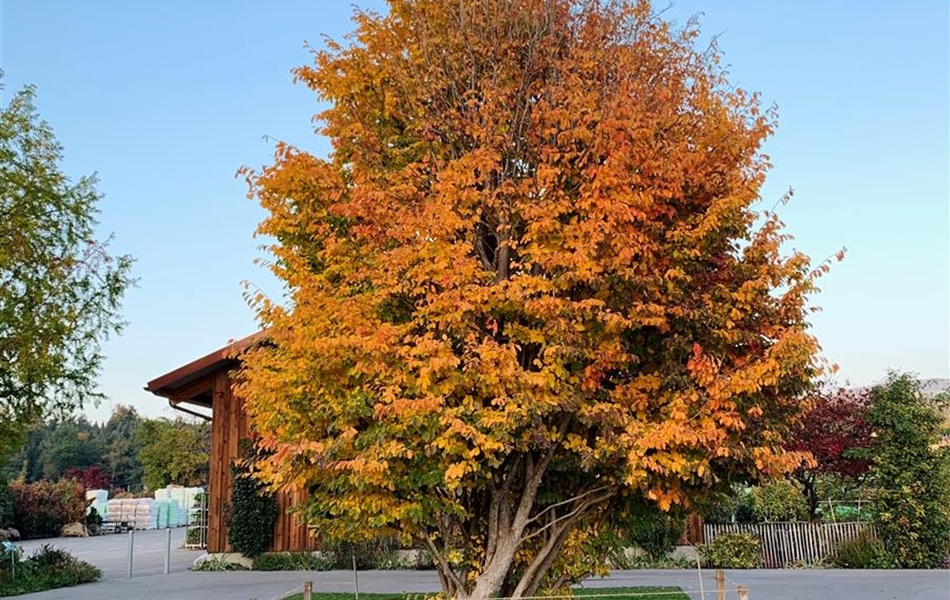 Parrotia persica