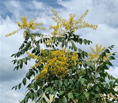 Koelreuteria paniculata