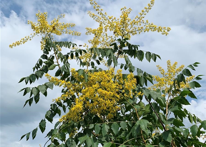 Koelreuteria paniculata