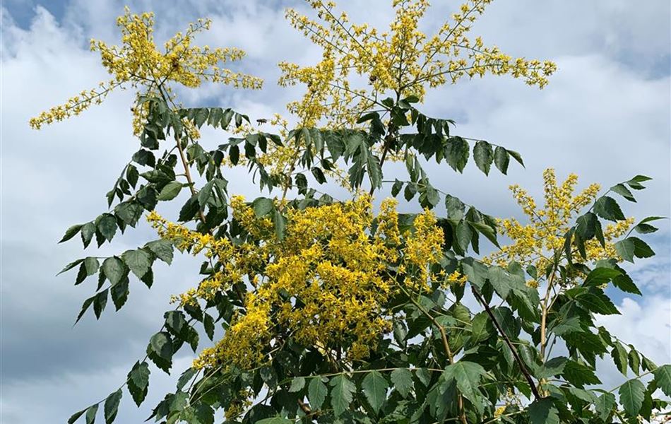 Koelreuteria paniculata