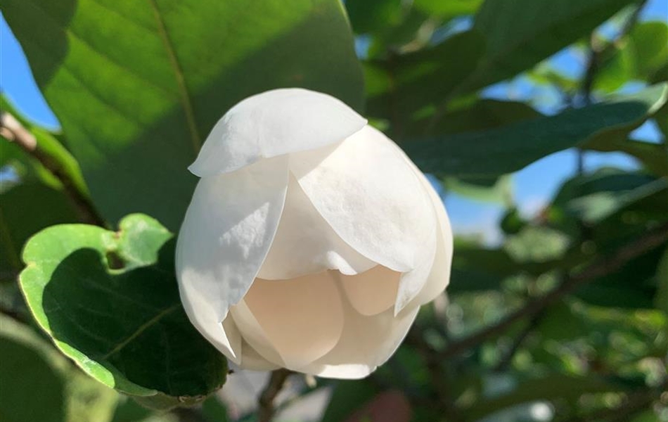 Magnolia sieboldii