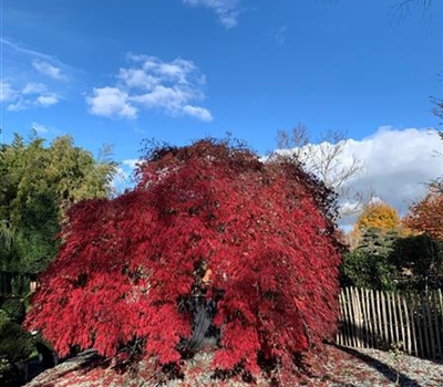 Acer palmatum 'Inaba-shidare' Nr. 82