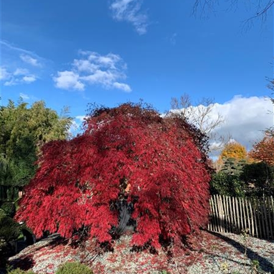 Acer palmatum 'Inaba-shidare' Nr. 82