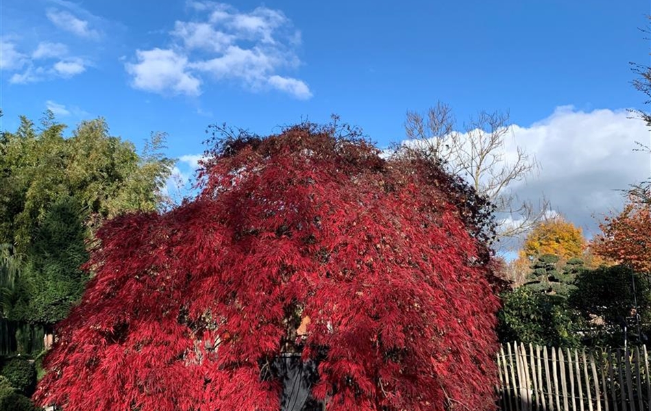 Acer palmatum 'Inaba-shidare' Nr. 82