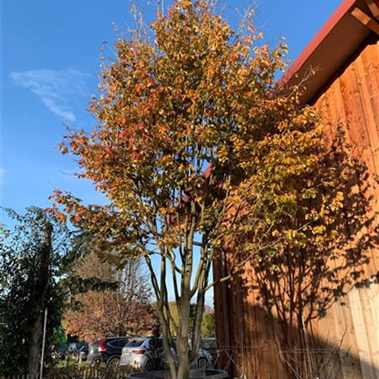 Parrotia persica Nr. 303