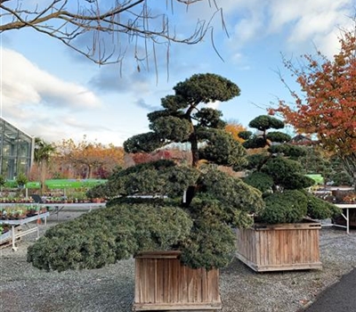 Taxus cuspidata Nr. 195