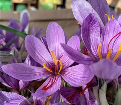 Crocus sativus