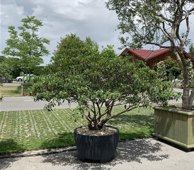 Viburnum propinquum Nr. 368