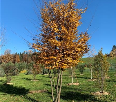 Carpinus betulus Nr. 100