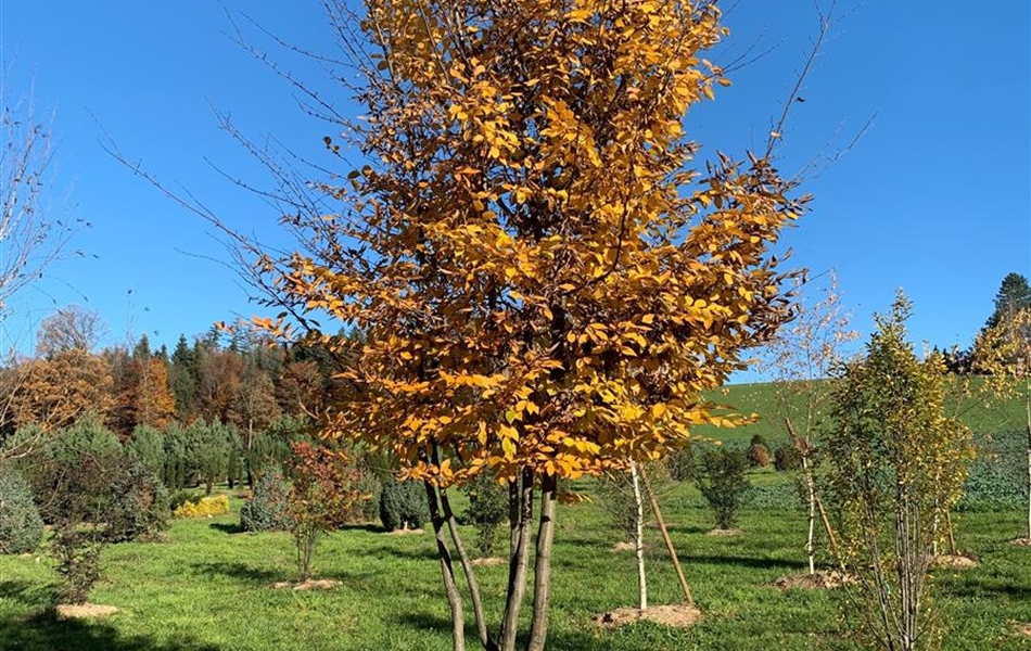 Carpinus betulus Nr. 100