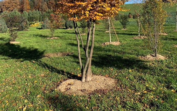 Carpinus betulus Nr. 100.jpg