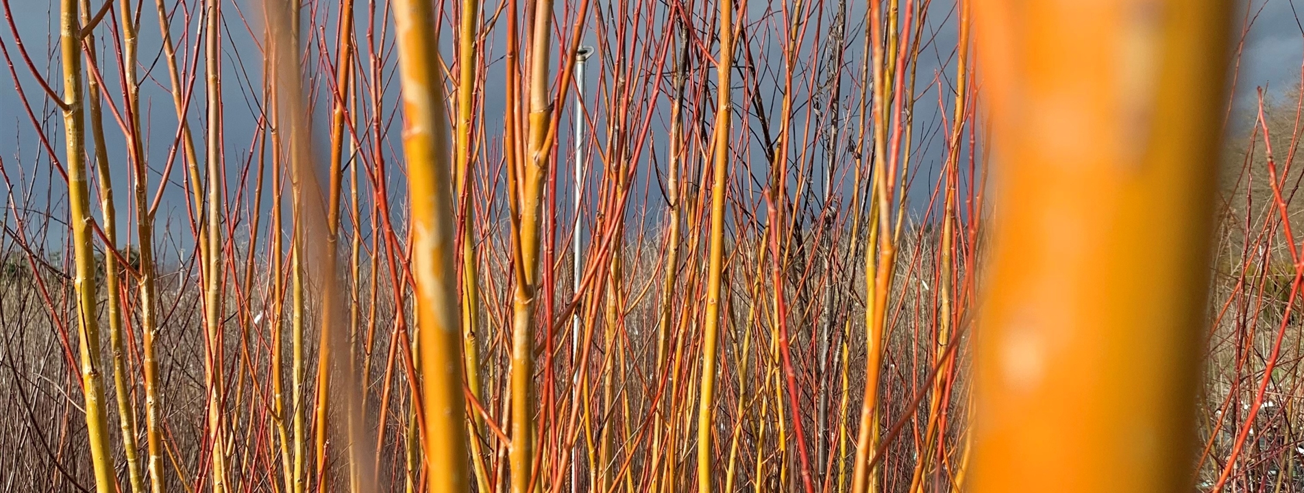 Salix alba 'Chermesina'