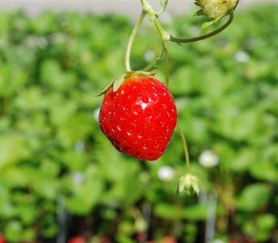 Fragaria ananassa (x) 'Mara des Bois'