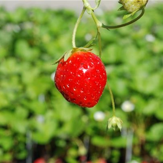 Fragaria ananassa (x) 'Mara des Bois'