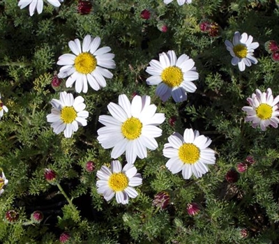 Anacyclus pyrethrum var. depressus