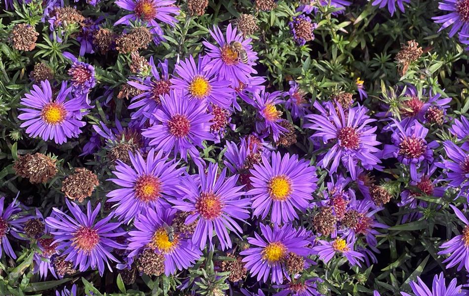 Aster (Dumosus-Gruppe) 'Augenweide'