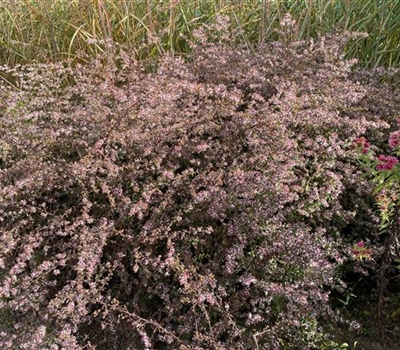 Aster lateriflorus 'Lady in Black'