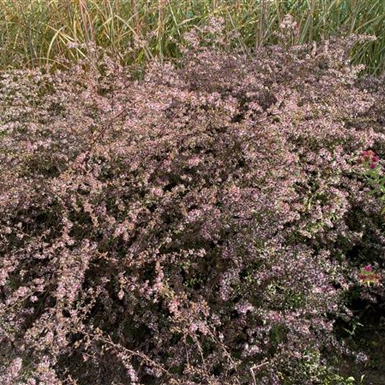 Aster lateriflorus 'Lady in Black'