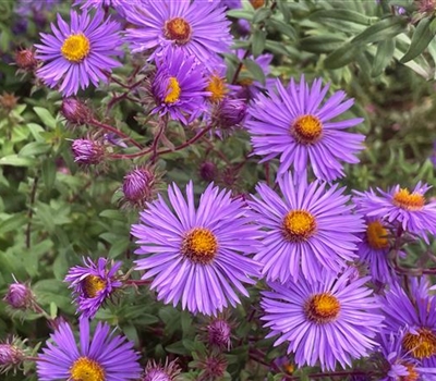 Aster novae-angliae 'Constance'