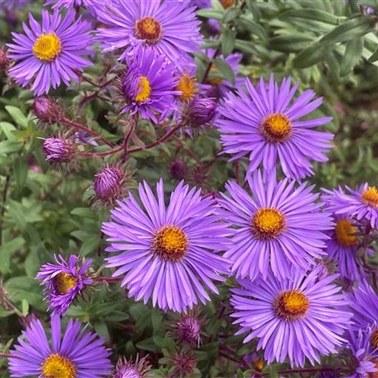 Aster novae-angliae 'Constance'