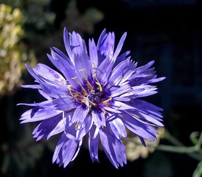 Catananche caerulea