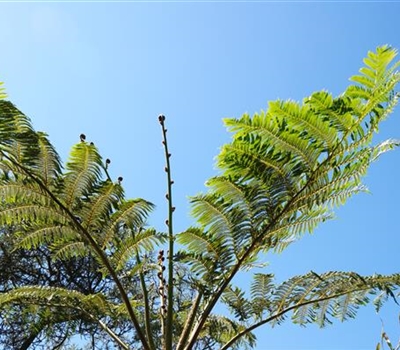 Cyathea cooperi